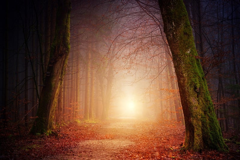 Forest Bathing